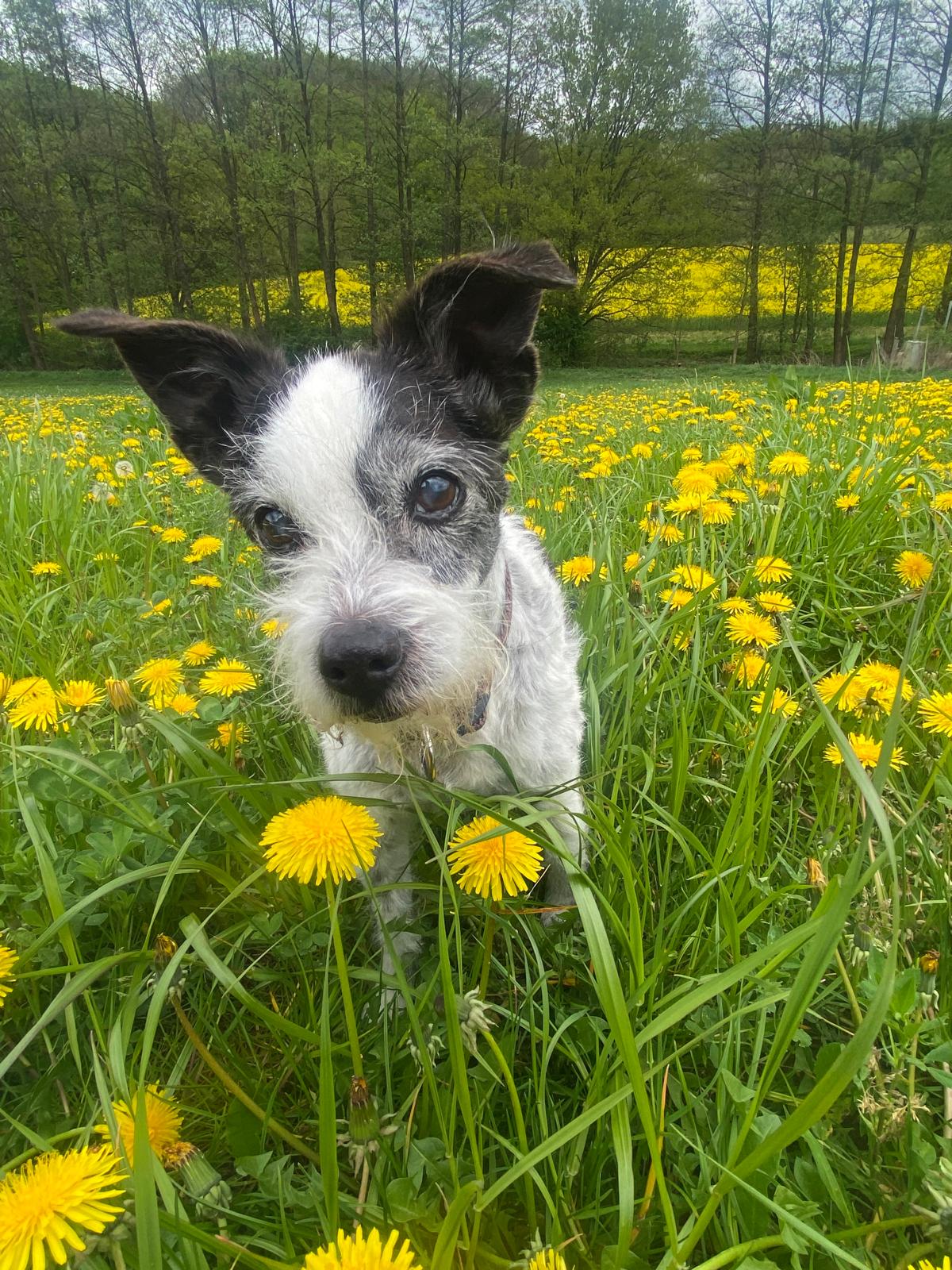 Physiotherapie für Seniorenhunde Seniorenhund Fritz, 17 Jahre alt, sitzend auf einer Blumenwiese – lebensfroh, aber sichtbar gealtert, seit einem Jahr in physiotherapeutischer Betreuung.