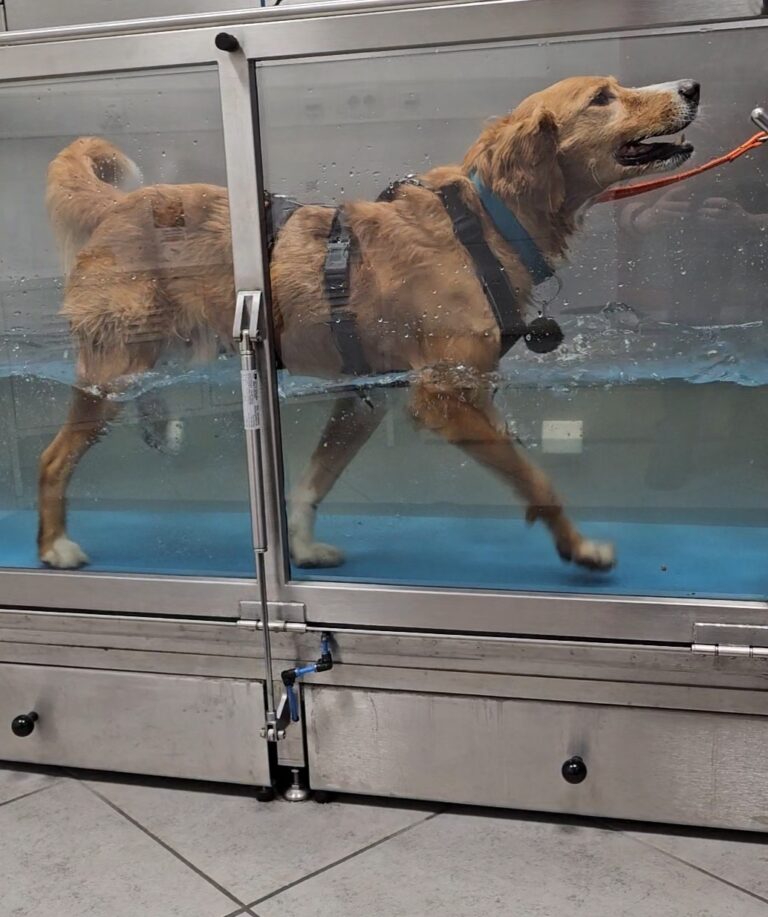 Hund im Unterwasserlaufband während eines physiotherapeutischen Trainings zur Förderung von Beweglichkeit und Kraft