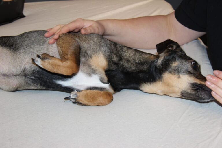 Hund liegt entspannt auf der Seite und wird sanft berührt – manuelle Physiotherapie in Hagen-Dahl