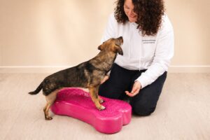 Hund steht auf einem Balanceknochen und wird ruhig stabilisiert